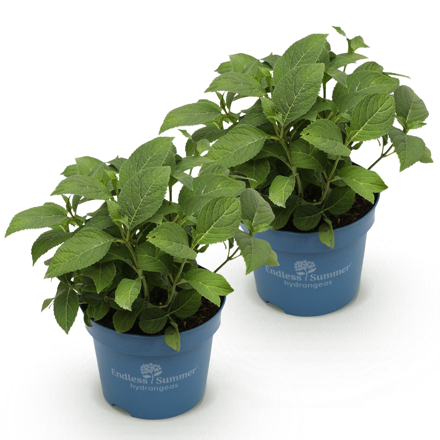 Green boutiQ - Tuinplant - Hydrangea Endles Summer Summer Love Red - Hortensia - Winterhard - Rood - 2 Planten - Pot 14cm - Hoogte 20-25cm