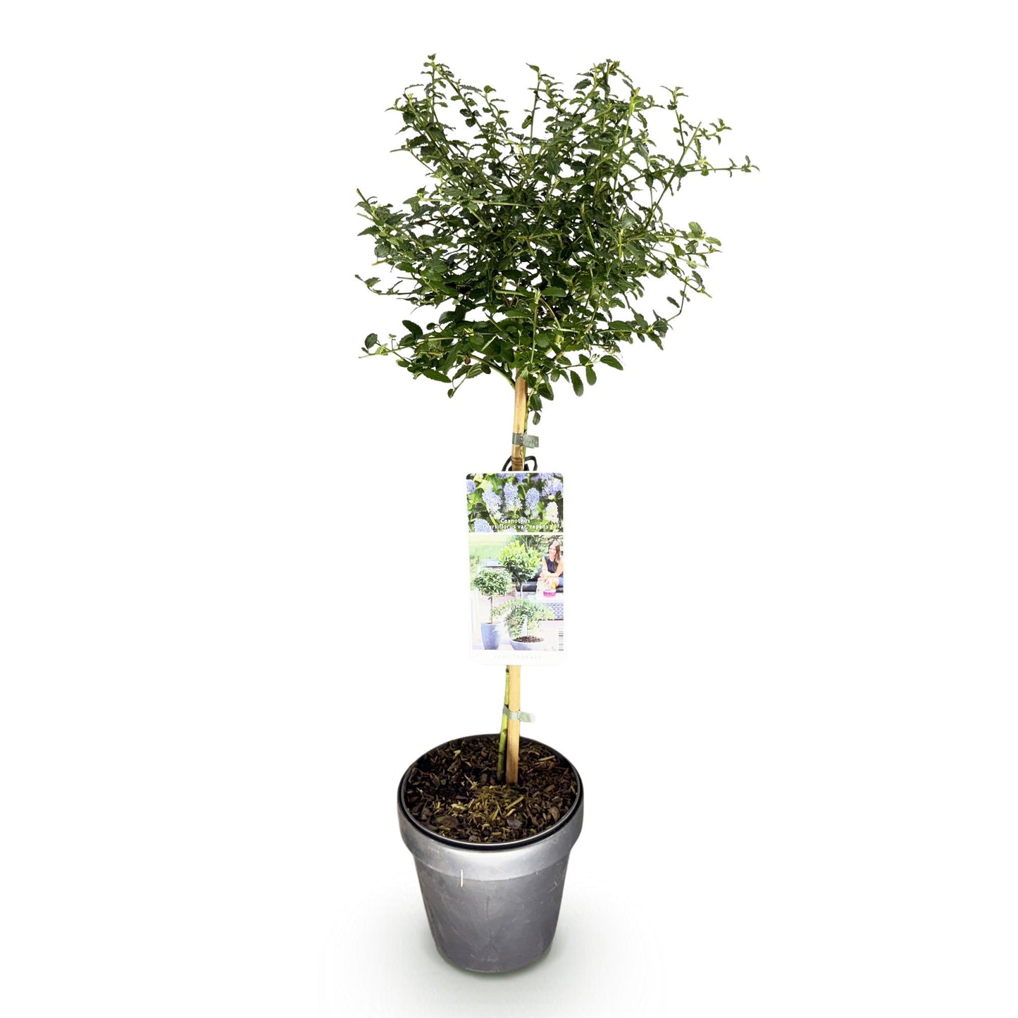 Ceanothus thyrsiflorus Repens op stam - Amerikaanse sering - hoogte 90cm