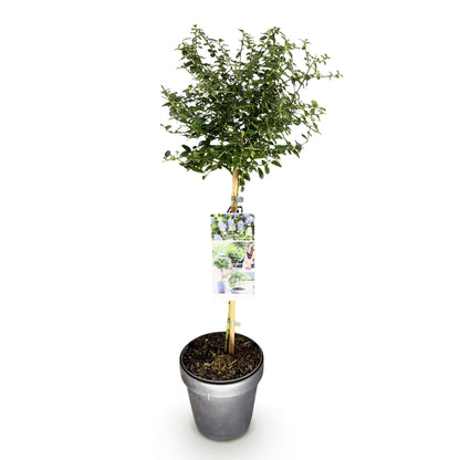 Ceanothus thyrsiflorus Repens op stam - Amerikaanse sering - hoogte 90cm