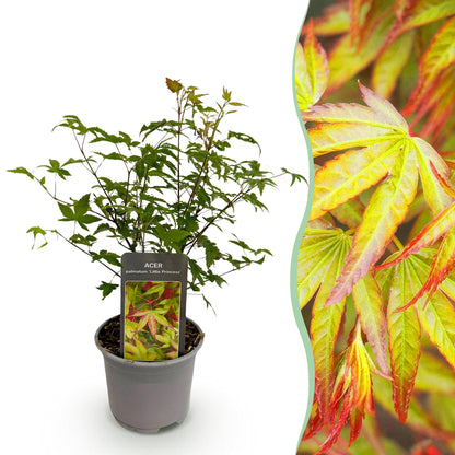 Acer palmatum 'Little Princess' - Japanse Esdoorn - hoogte 35cm