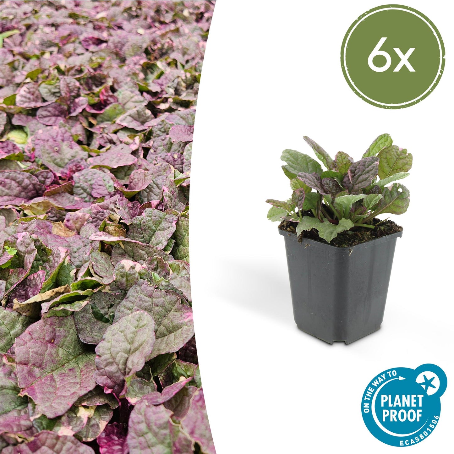 Ajuga reptans 'Burgundy Glow' - Kruipend zenegroen