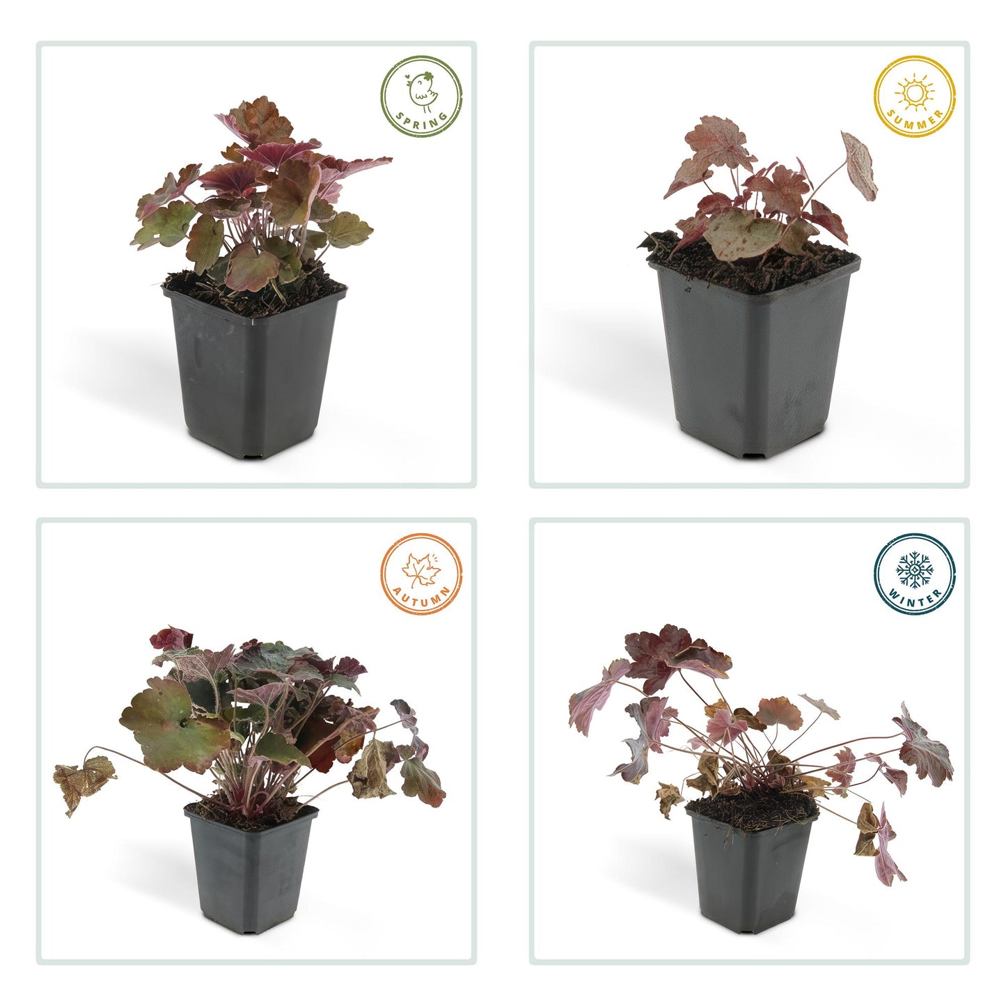 Heuchera micrantha 'Palace Purple' - Purperklokje