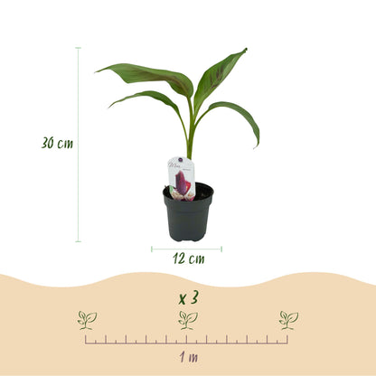 Musa sikkemensis 'Red Tiger' - winterharde Bananenboom - 4 planten - Pot 12cm - Hoogte 30cm