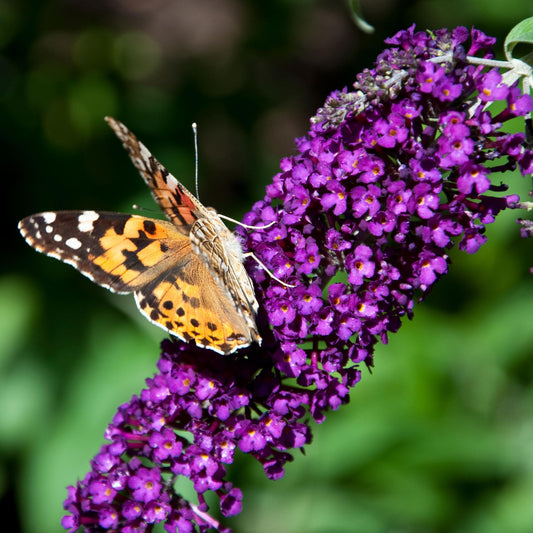 Buddleja davidii 'Black Night' - Vlinderstruik - hoogte 45cm