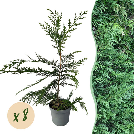 Cupressocyparis leylandii - Leylandcipres - hoogte 35-40cm