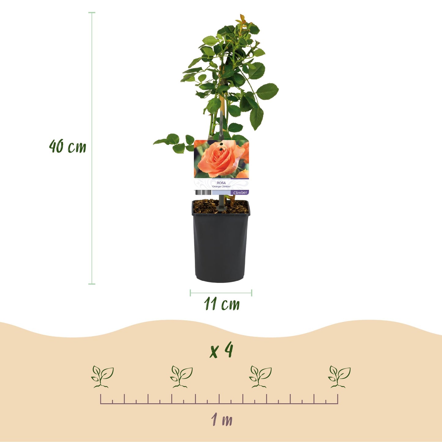 Rosa 'Orange Climber' - Klimroos