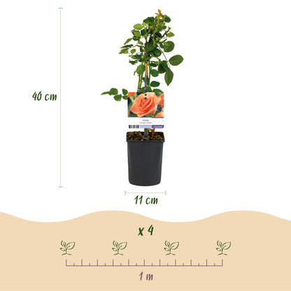 Rosa 'Orange Climber' - Klimroos