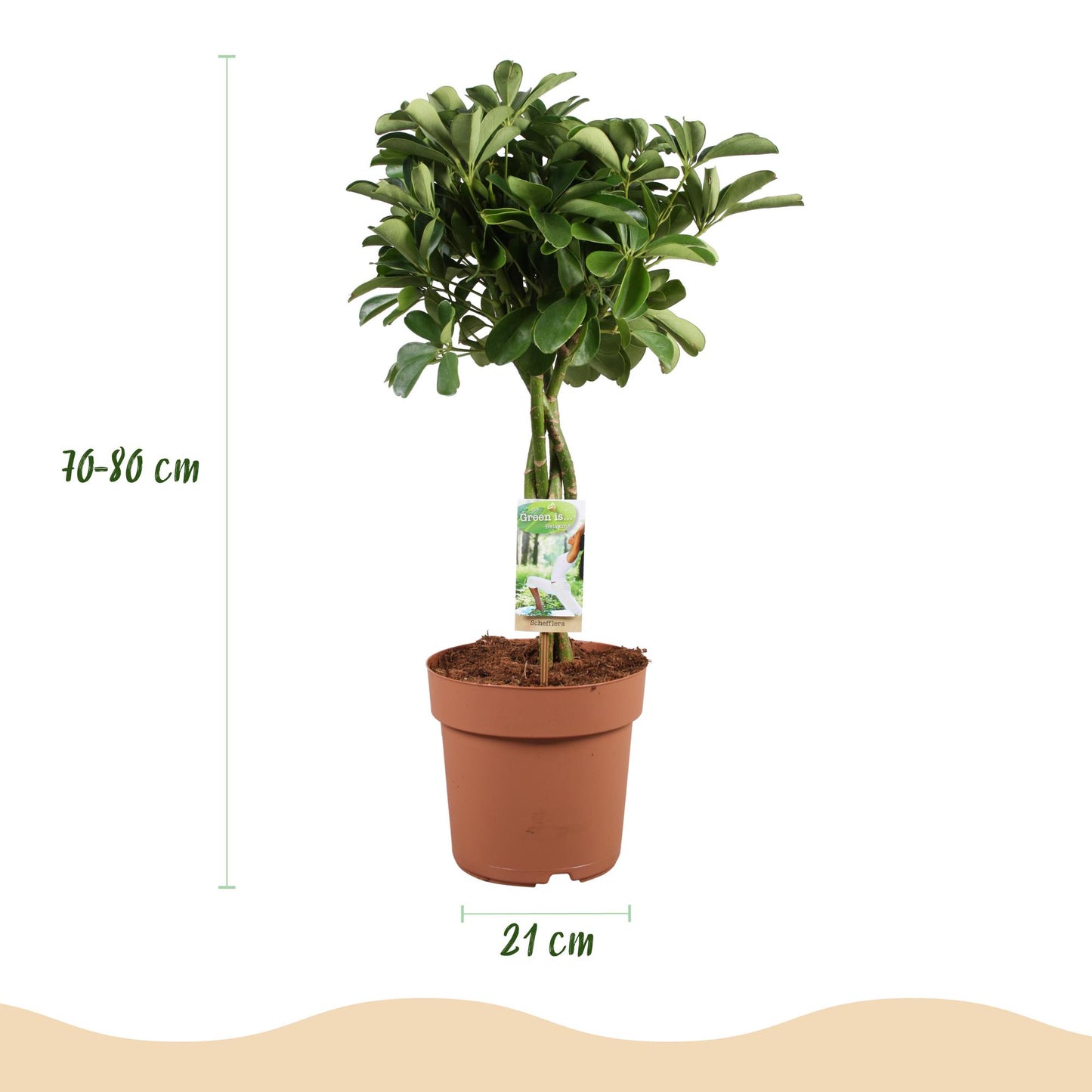 Schefflera Nora - Vingerboom - pot 21cm - hoogte 70-82cm