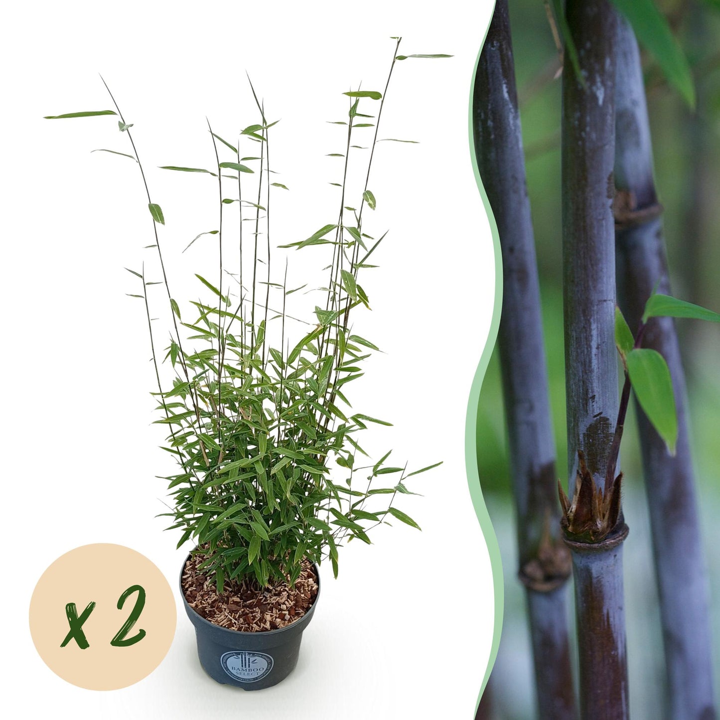 Green boutiQ - Grassen - Fargesia nitida Black Dragon - Niet Woekerende Bamboe - Bladhoudend - Groen - 2 Planten - Pot 23 cm - Hoogte 80 cm
