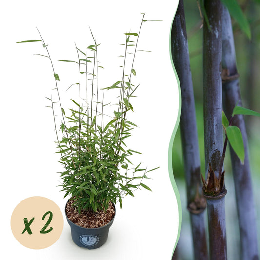 Green boutiQ - Grassen - Fargesia nitida Black Dragon - Niet Woekerende Bamboe - Bladhoudend - Groen - 2 Planten - Pot 23 cm - Hoogte 80 cm