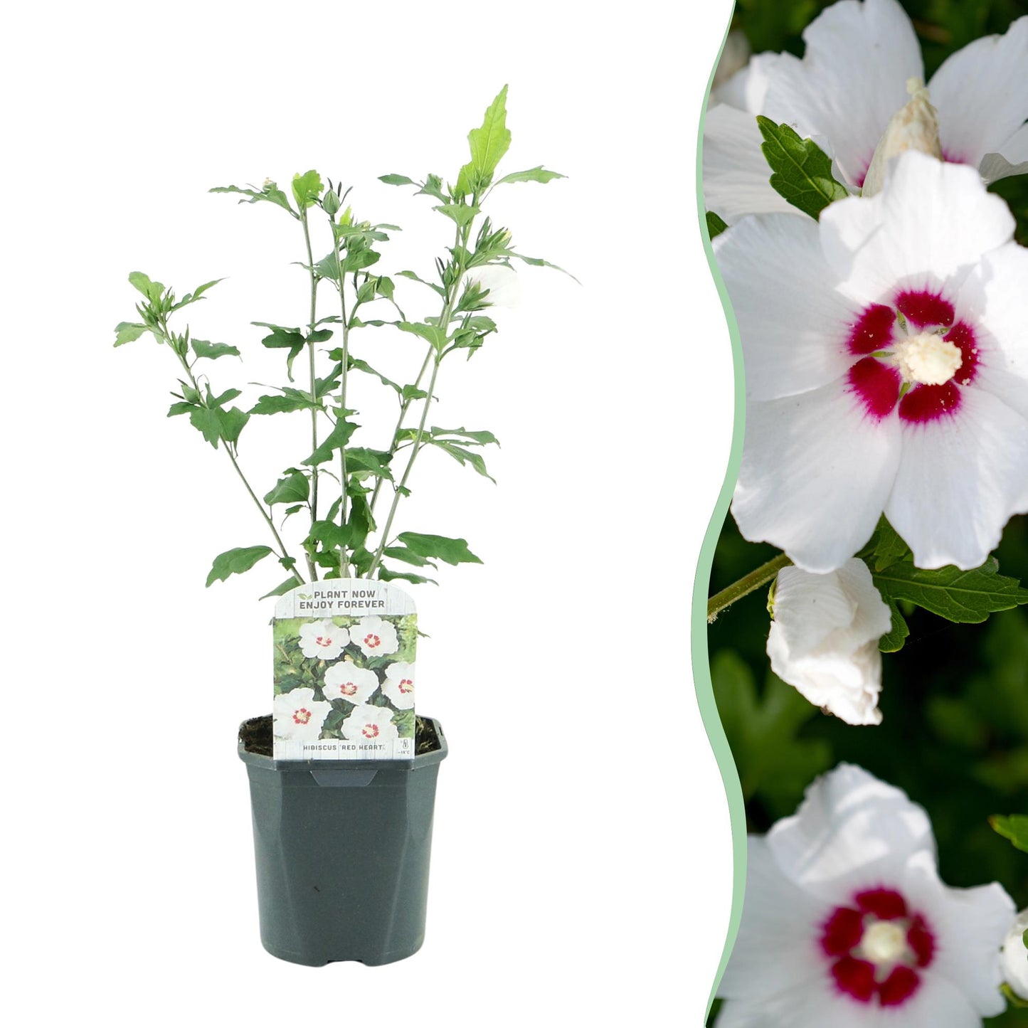 Hibiscus syriacus 'Red Heart'  - Altheastruik - hoogte 45cm