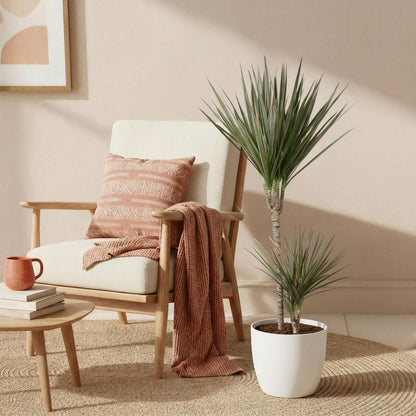 Dracaena Marginata Bicolor - Drakenbloedboom - incl. pot wit - pot 21cm - hoogte 90-100cm