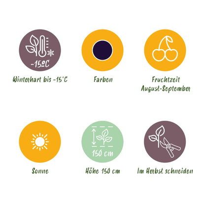 Rubus 'Thornless Evergreen' - Doornloze zwarte Braam