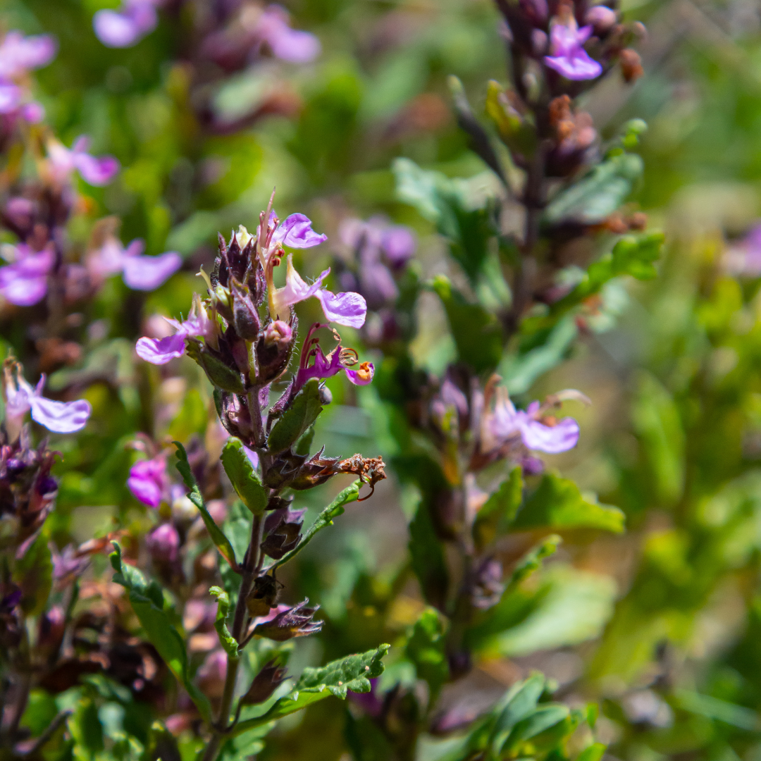 Teucrium lucidrys - Gamander