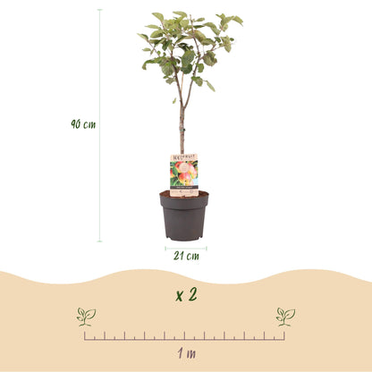 Malus domestica 'Jonagold' - Appelboom - hoogte 90cm