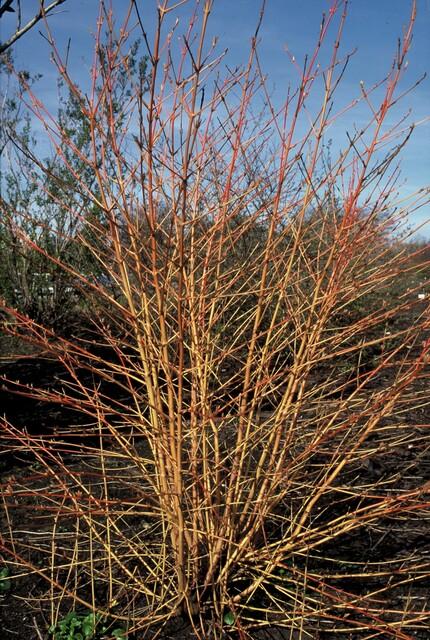 Cornus sang. 'Anny's Winter Orange' - Rode Kornoelje