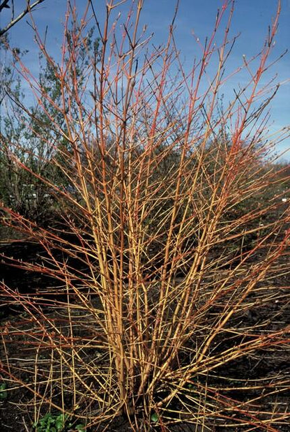 Cornus sang. 'Anny's Winter Orange' - Rode Kornoelje