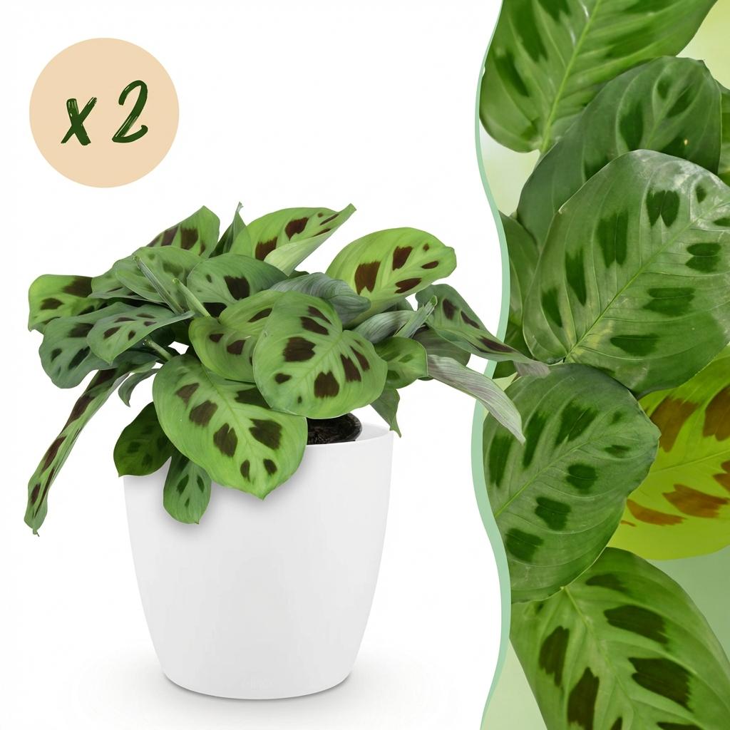 Green boutiQ - Kamerplant - Maranta Fascinator Kerchoveana - Zebraplant - Huisdiervriendelijke Plant - Groen - 2 Planten - met Potter Wit - Pot 12cm - Hoogte 25cm