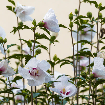 Hibiscus syriacus 'Starburst Chiffon®' op stam - Altheastruik - hoogte 90cm