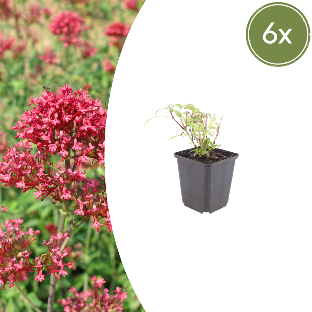 Centranthus ruber 'Coccineus' - Rode Valeriaan