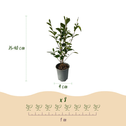 Ligustrum ovalifolium - Liguster - hoogte 35-40cm