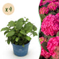 Green boutiQ - Tuinplant - Hydrangea Endles Summer Summer Love Red - Hortensia - Winterhard - Rood - 4 Planten - Pot 14cm - Hoogte 20-25cm