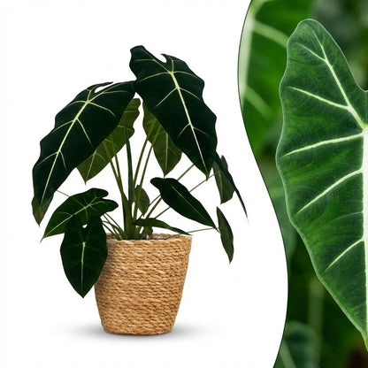 Green boutiQ - Kamerplant - Olifantsoor - Alocasia Frydek - Groen - Weinig onderhoud - 1 Plant - met Mand - Pot 19cm - Hoogte 60cm