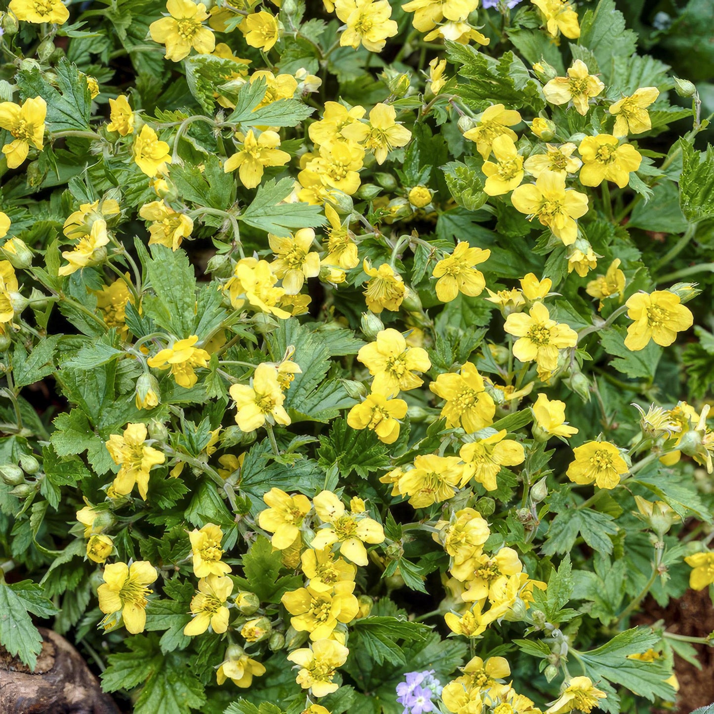 Waldsteinia ternata - Goudaardbei