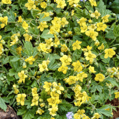 Waldsteinia ternata - Goudaardbei