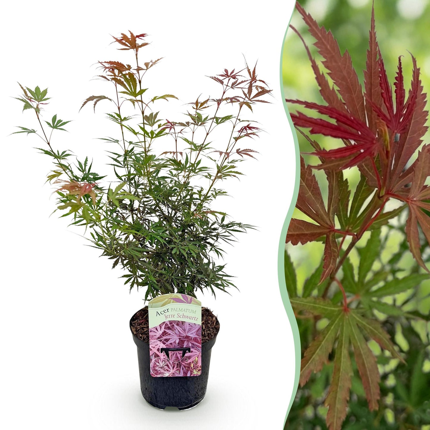 Acer palmatum 'Jerre Swarts' - Japanse Esdoorn - hoogte 70cm