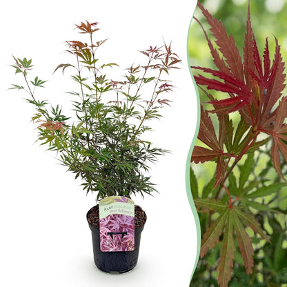 Acer palmatum 'Jerre Swarts' - Japanse Esdoorn - hoogte 70cm