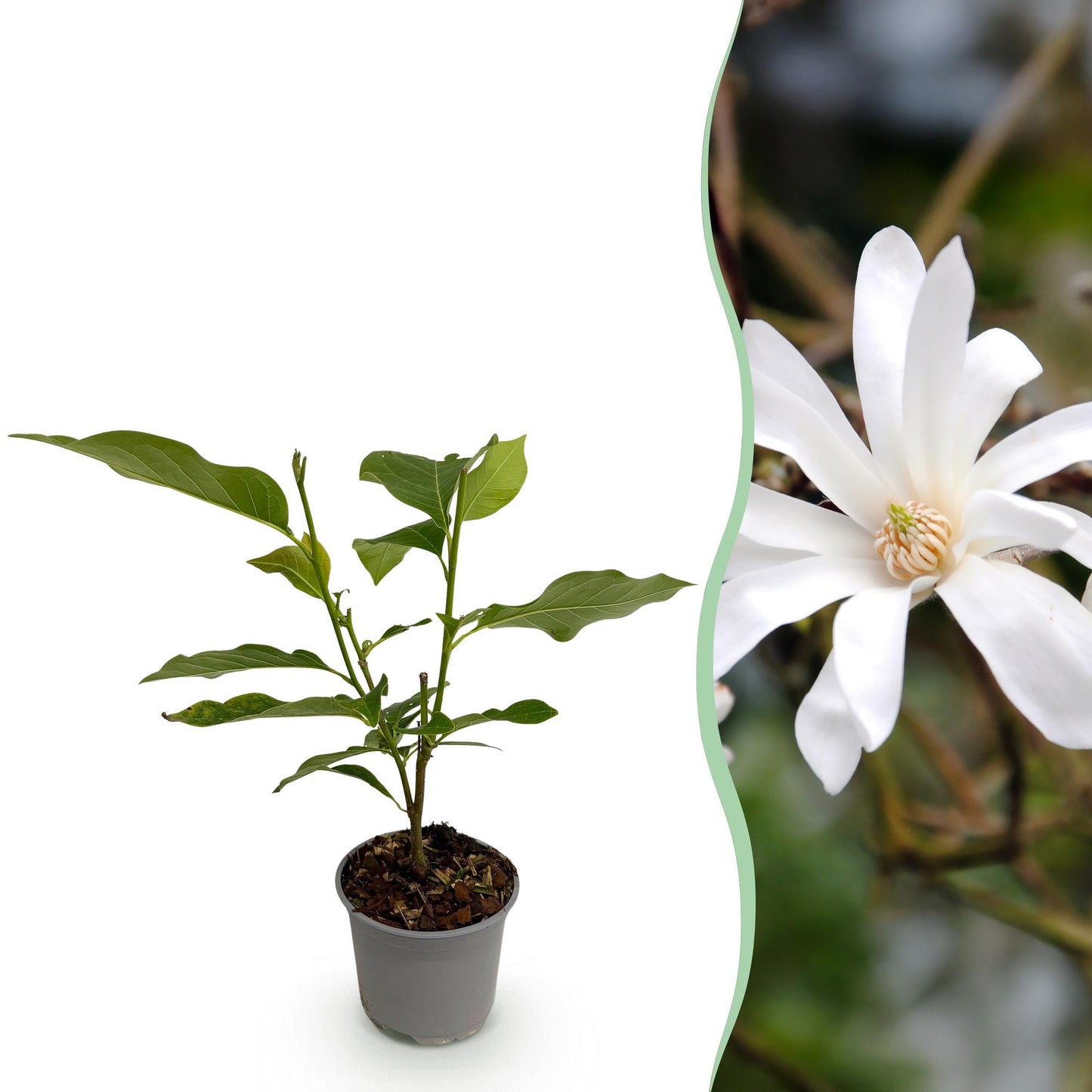 Magnolia stellata - Stermagnolia - hoogte 30cm