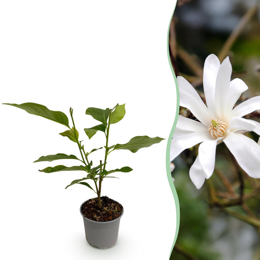 Magnolia stellata - Stermagnolia - hoogte 30cm