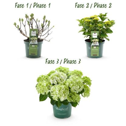 Hydrangea 'Magical Nobless' - Witte Hortensia - 6-10 bloemen - hoogte 55cm