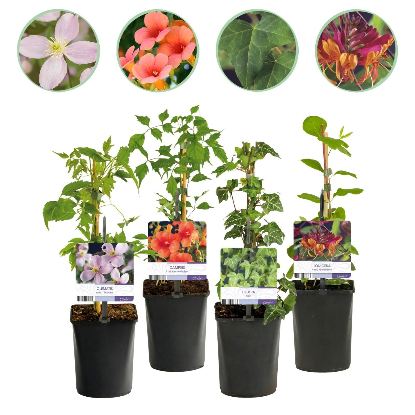 Klimplantenmix 'Rainbow' 4 soorten klimplanten