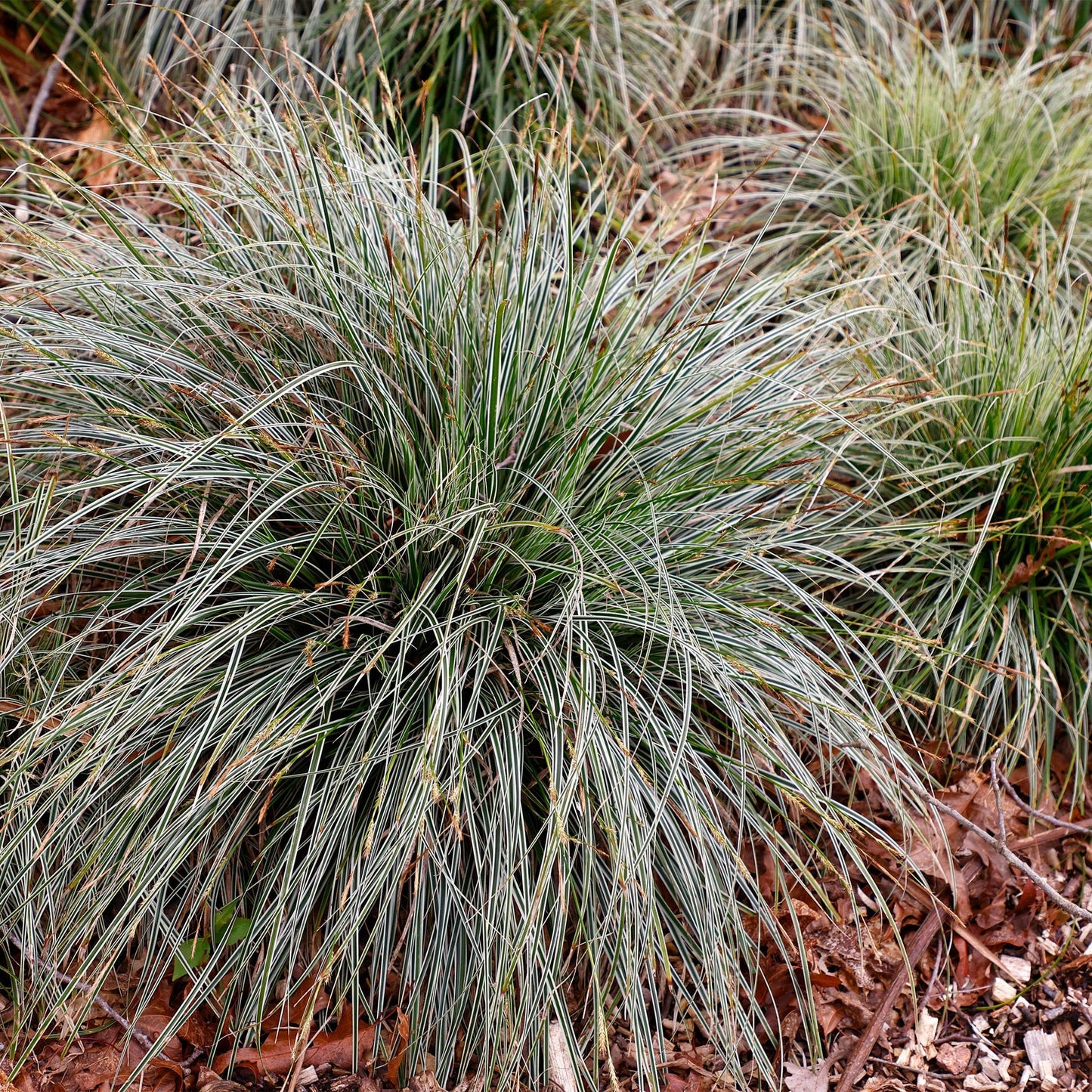 Green boutiQ - Siergrassen - Carex oshimensis Everest - Wit en Groen - 4 Planten - Bladhoudend - Weinig Onderhoud - Pot 17cm Hoogte 50cm