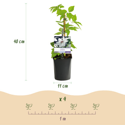 Clematis 'Miss Bateman' - Clematis - 2 planten - Pot 11cm - Hoogte 40cm