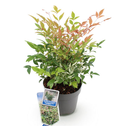 Nandina 'Twilight' - Schijnbamboe - hoogte 45cm