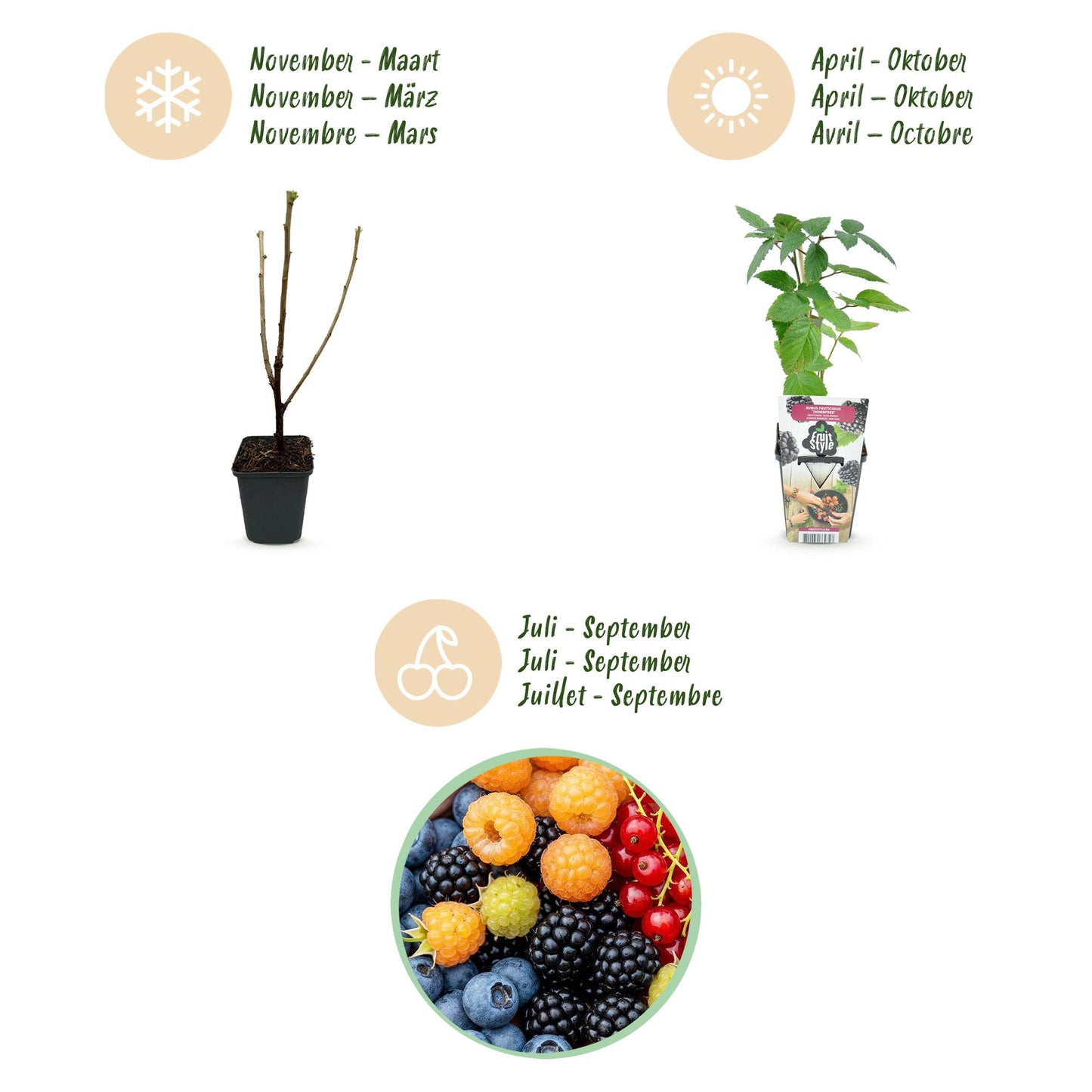 Fruitplantenmix - Rode Bes, Gele Framboos, Zwarte Braam, Blauwe Bes - 4 planten - Pot  9cm
