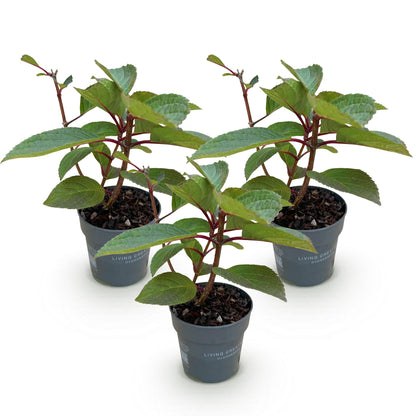 Hydrangea panniculata 'Living Infinity' - Pluimhortensia - Winterhard - Wit - 3 Planten - Pot 12cm - Hoogte Hoogte 20-30cm