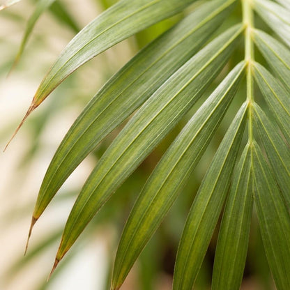 Areca Palm (Dypsis) mit Potter Grijs - 100cm - Ø21
