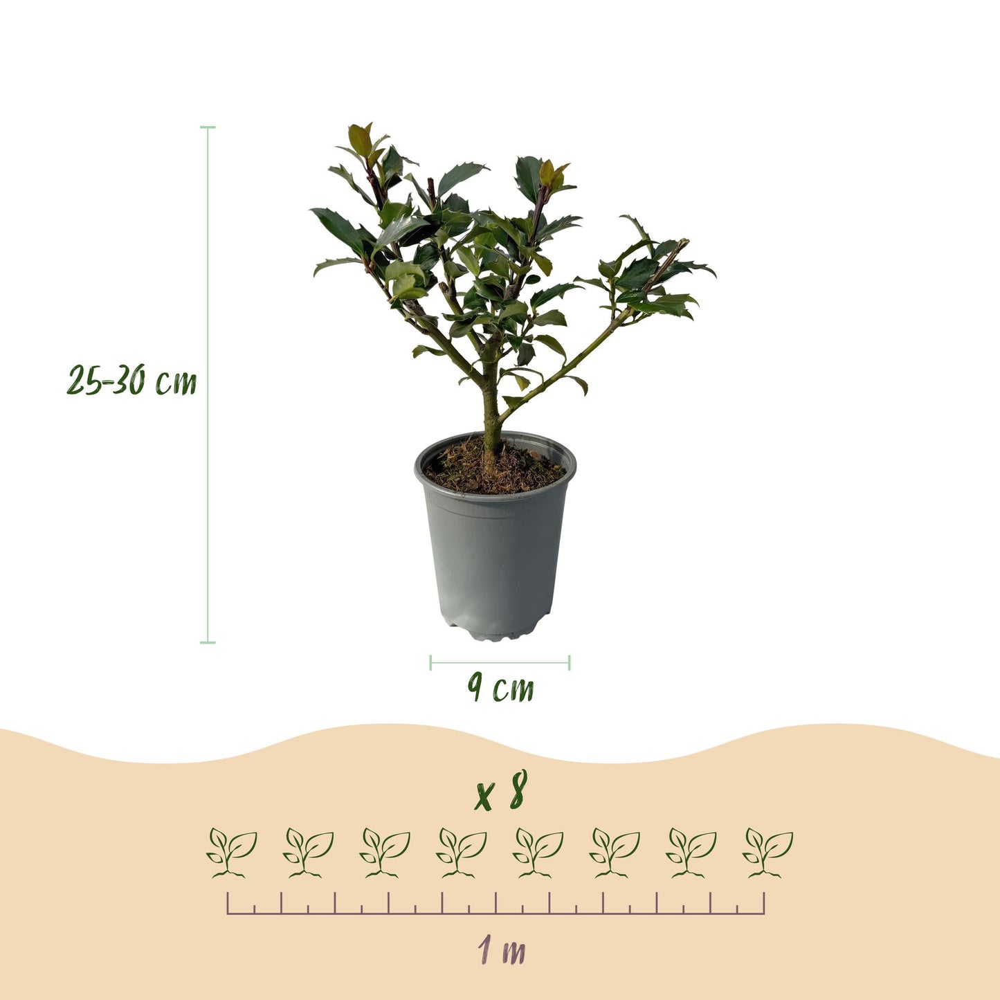 Ilex mes. 'Blue Maid' - blauwe Hulst - hoogte 25-30cm