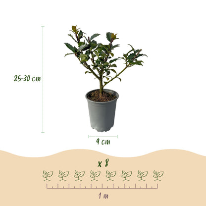 Ilex mes. 'Blue Maid' - blauwe Hulst - hoogte 25-30cm