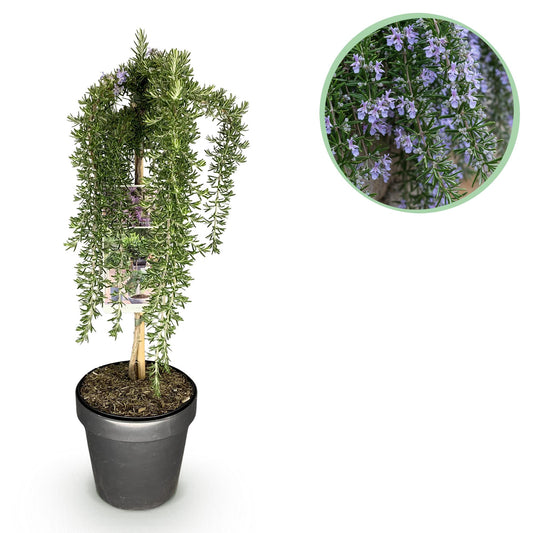 Rosmarinus officinalis 'Prostratus' op stam - Rozemarijn