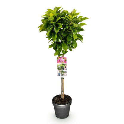 Magnolia 'Susan' op stam - Magnolia - hoogte 90cm