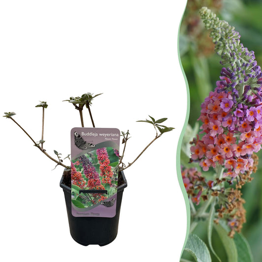 Buddleja davidii 'Flower Power' - Vlinderstruik - hoogte 30cm