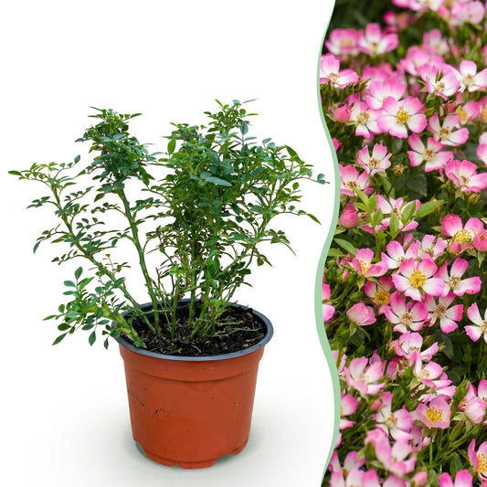 Rosa 'Cutie Pie' - Roos - hoogte 20-25cm