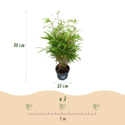 Fargesia Rufa - Niet Woekerende Bamboe - Bladhoudend - Groen - 1 Plant - Pot 23 cm - Hoogte 80 cm