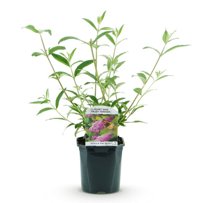 Buddleja davidii 'Pink Delight' - Vlinderstruik - hoogte 45cm