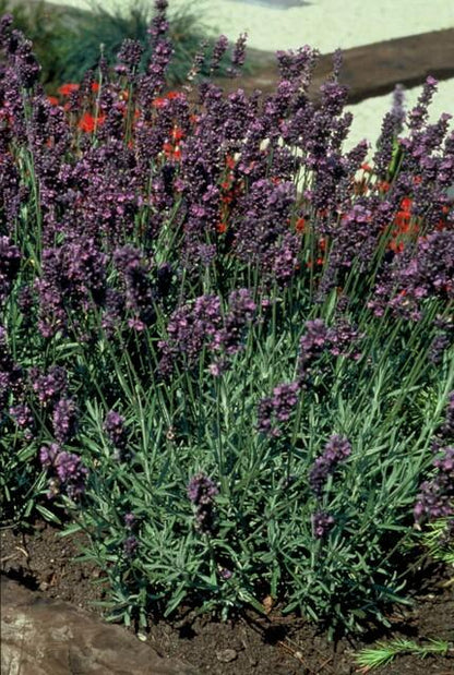 Lavandula angustifolia 'Munstead' - Lavendel